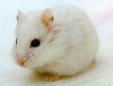 White-Hamster